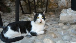 Cats of Mostar, Bosnia | Cat Photo Safari