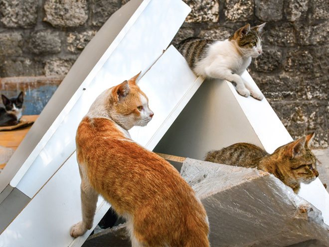 Cities with the 2024 most stray cats