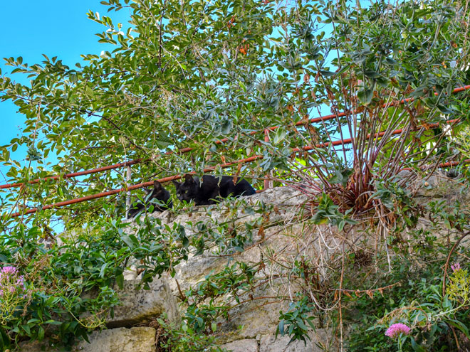 matera cats