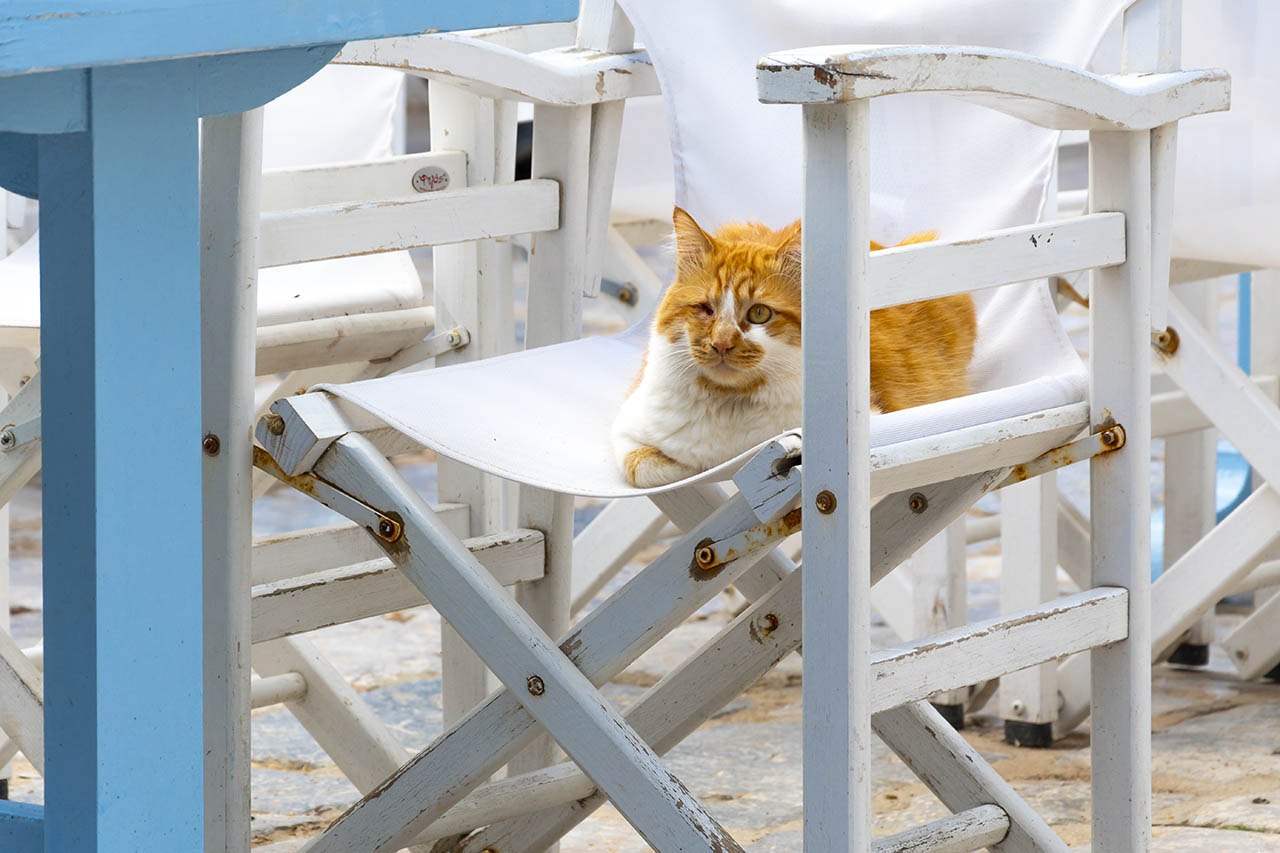 European cat photo from Greece