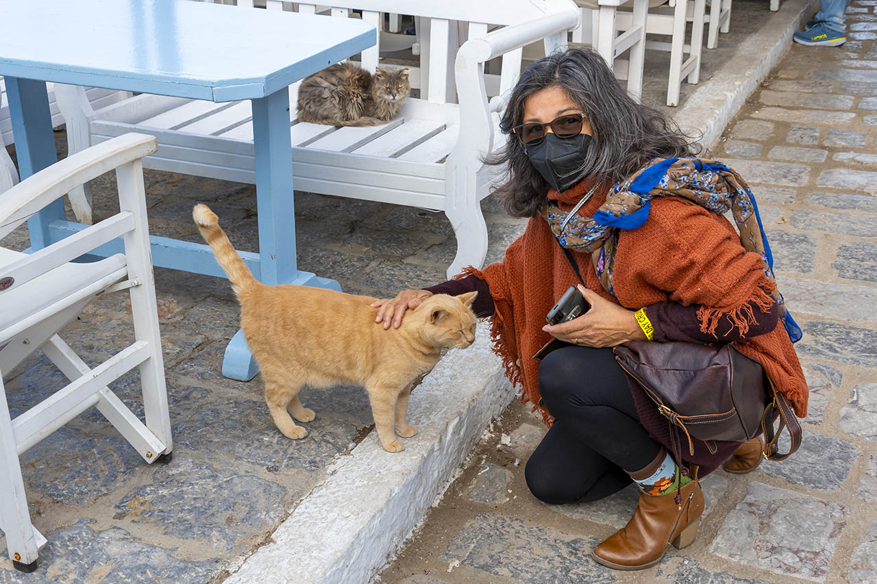 Orange short hair cat on Greek island