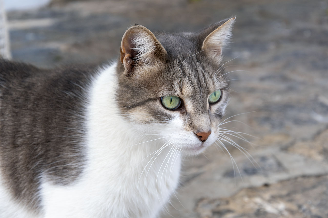 Beautiful stray cat in Greece