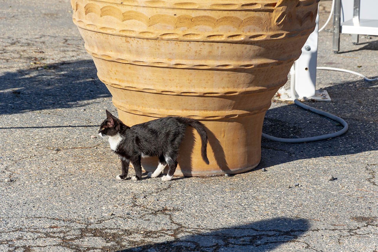 Stray cats in Greece