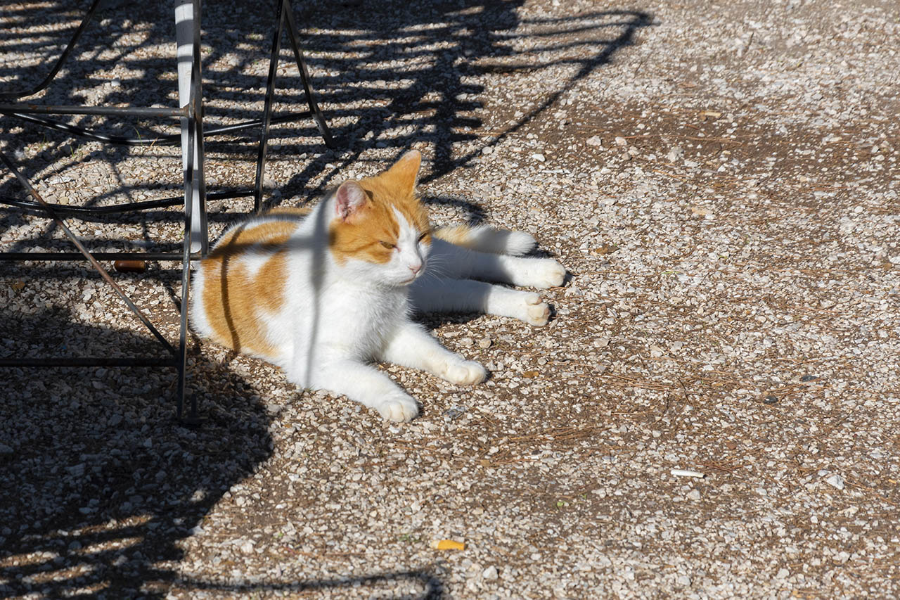 Greek stray cat relaxing